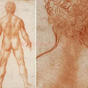 达芬奇素描画作品《男性人体的背部》